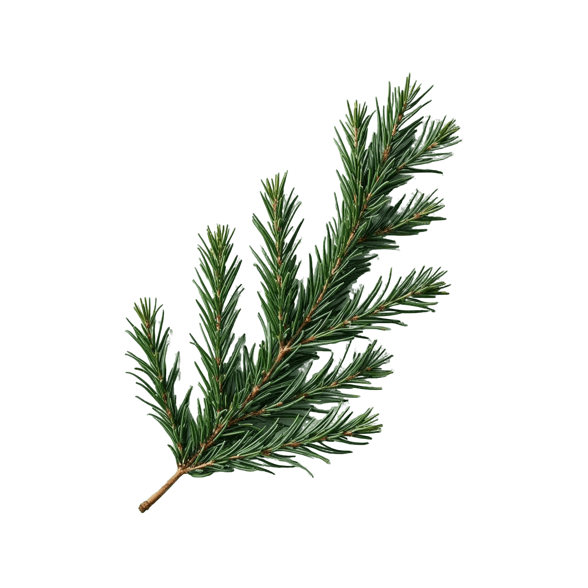 BALSAM FIR