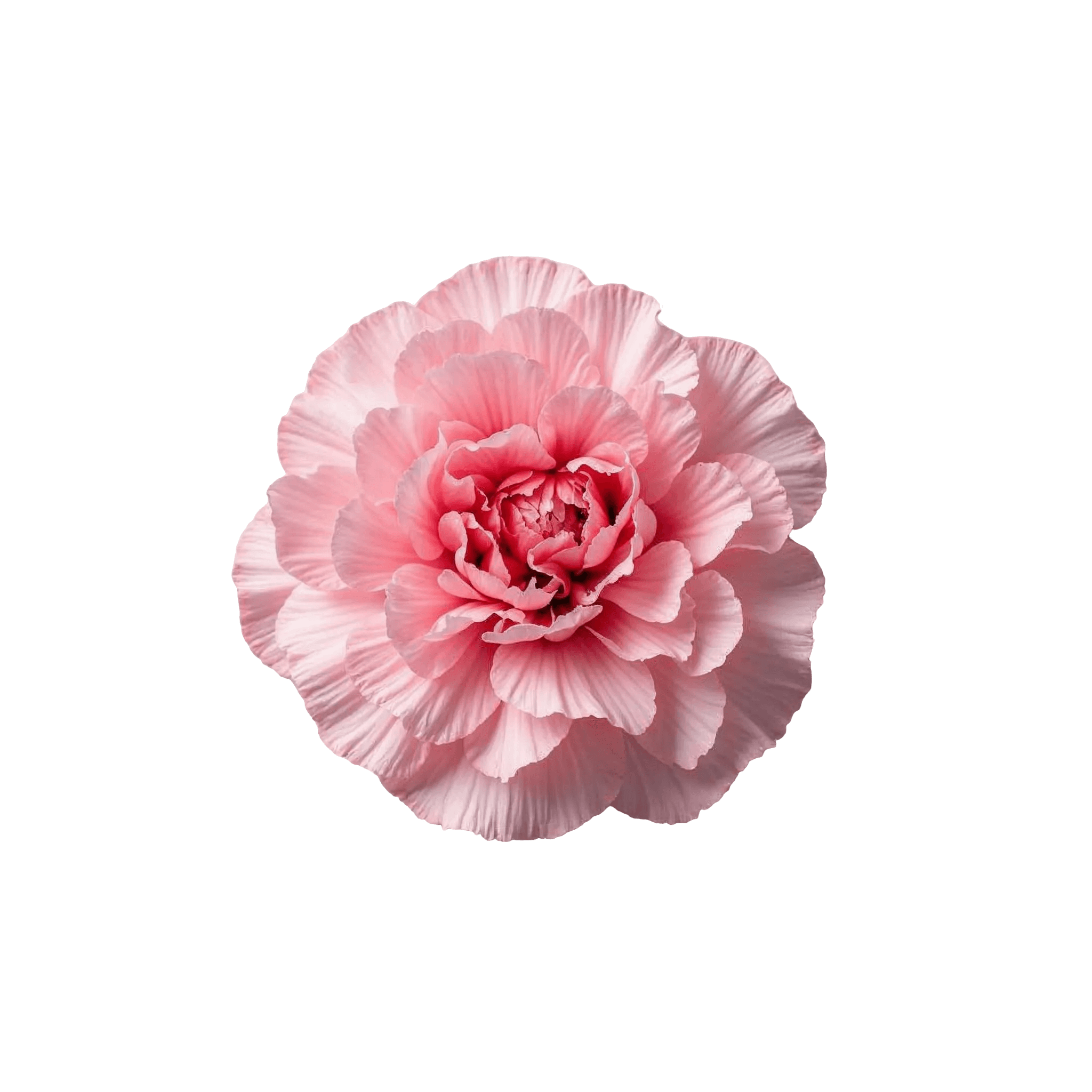 CARNATION