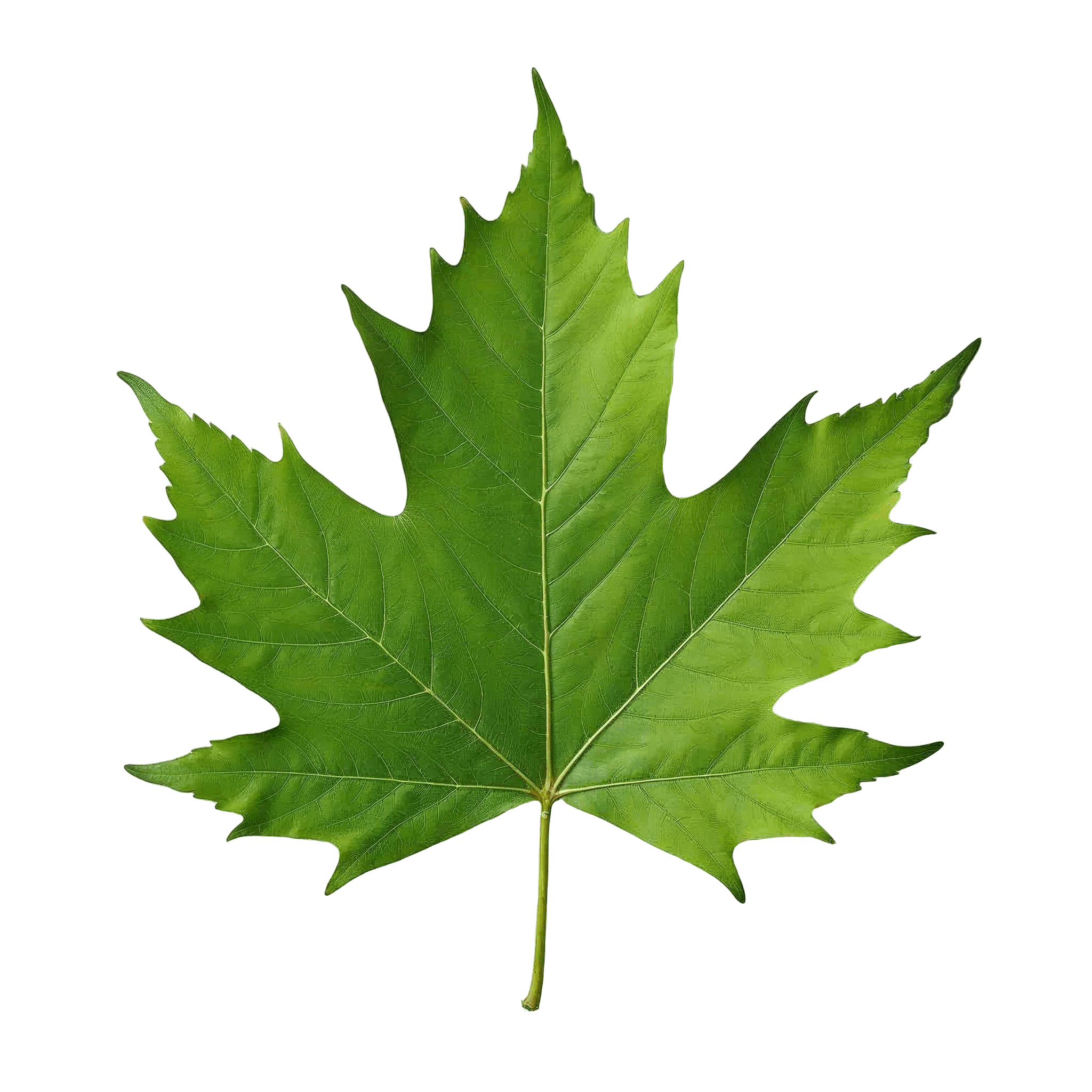 ELM-LEAF