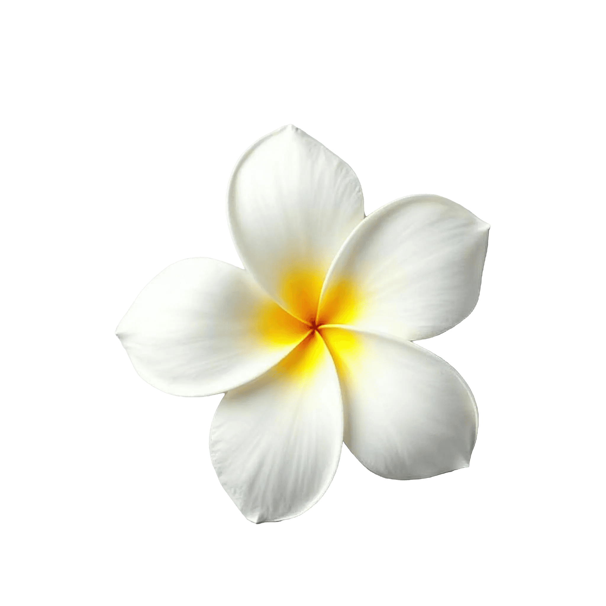 FRANGIPANI