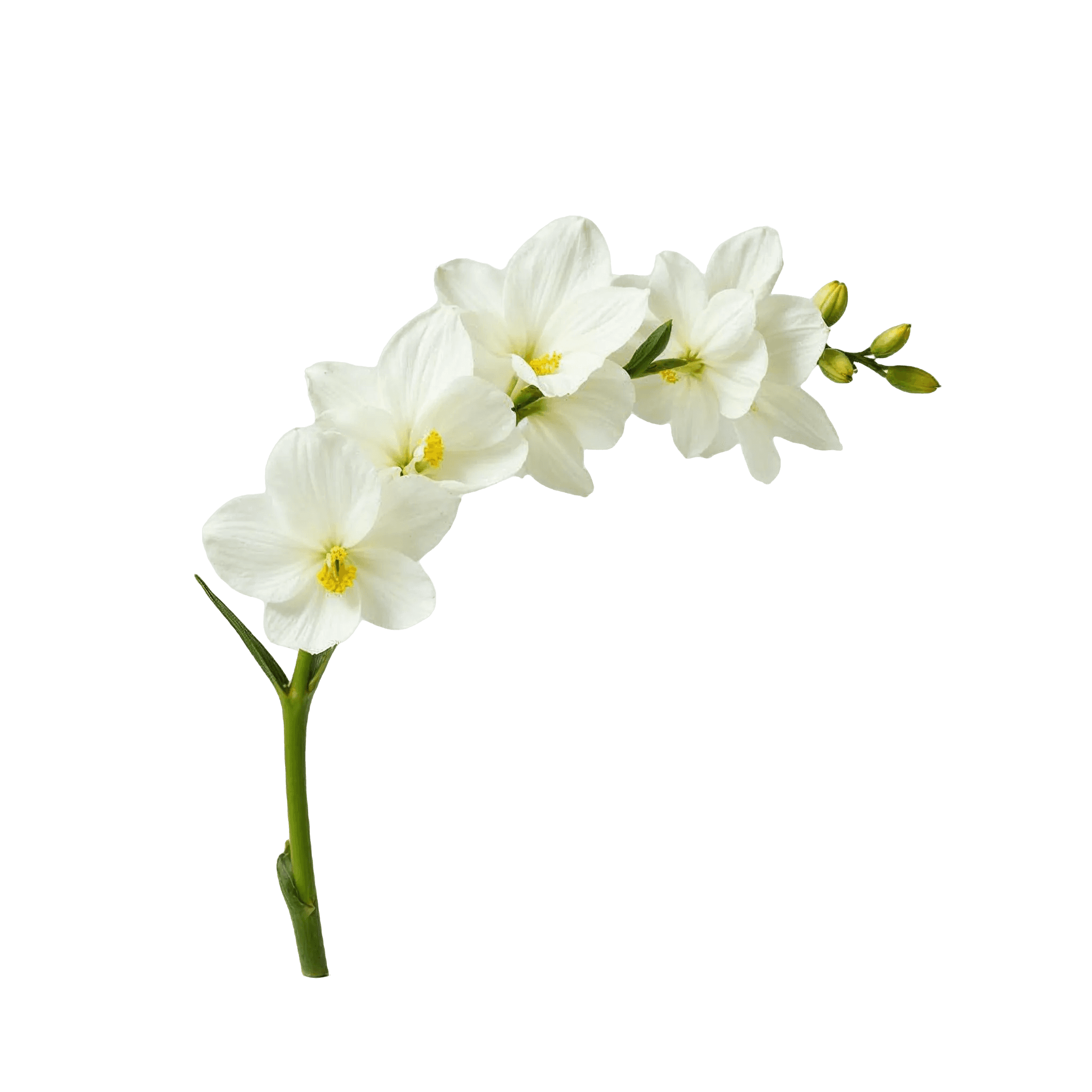 FREESIA