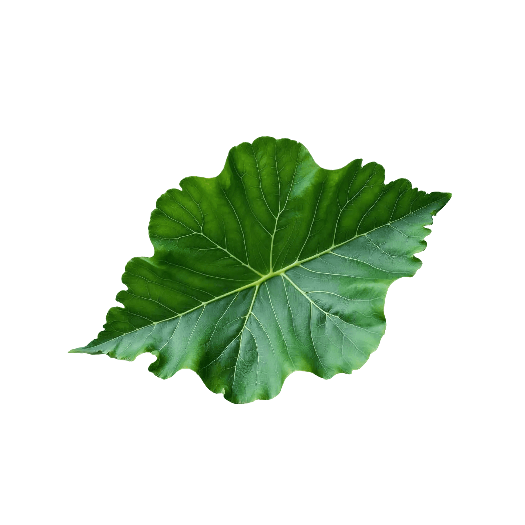 GERANIUM LEAF