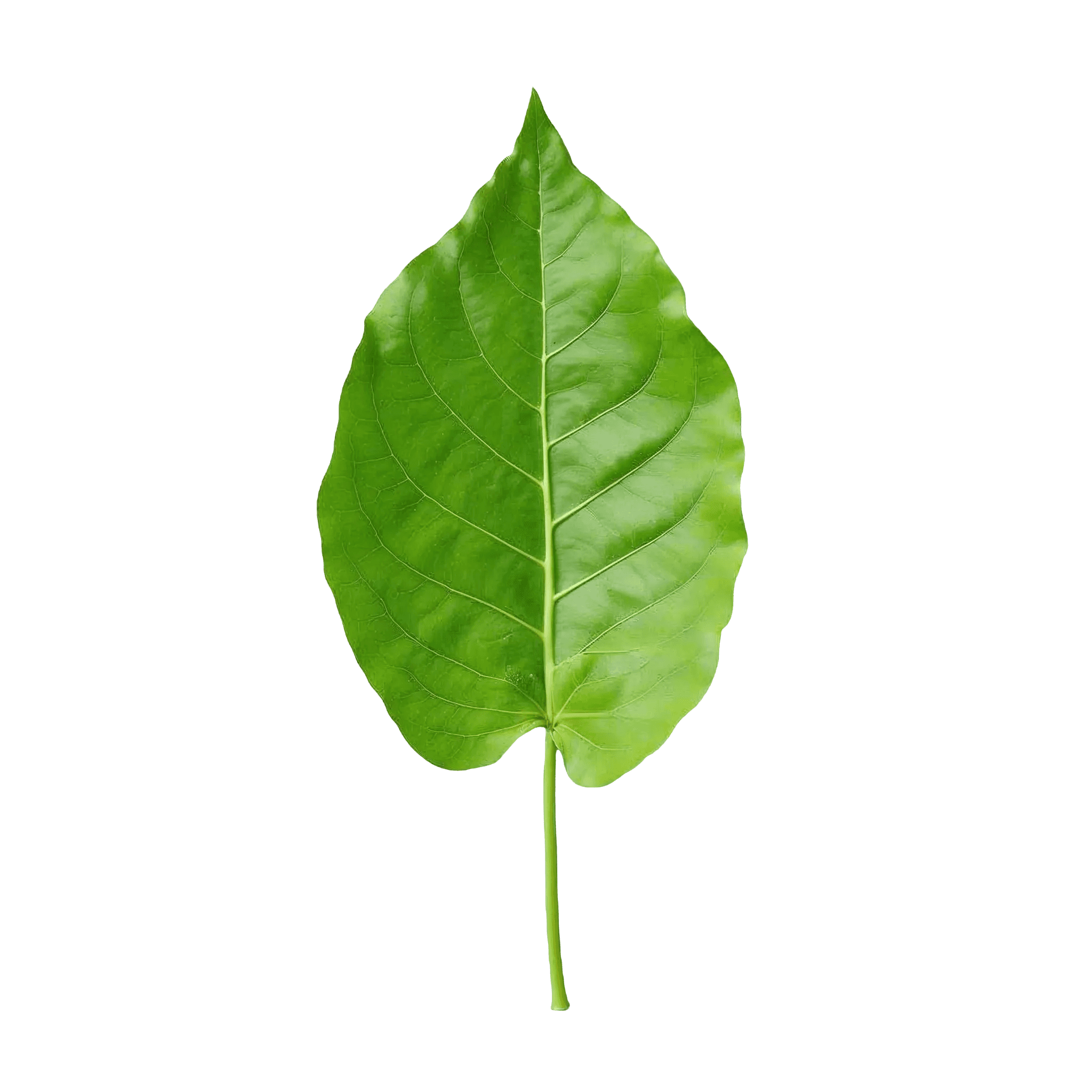 GREEN LEAF