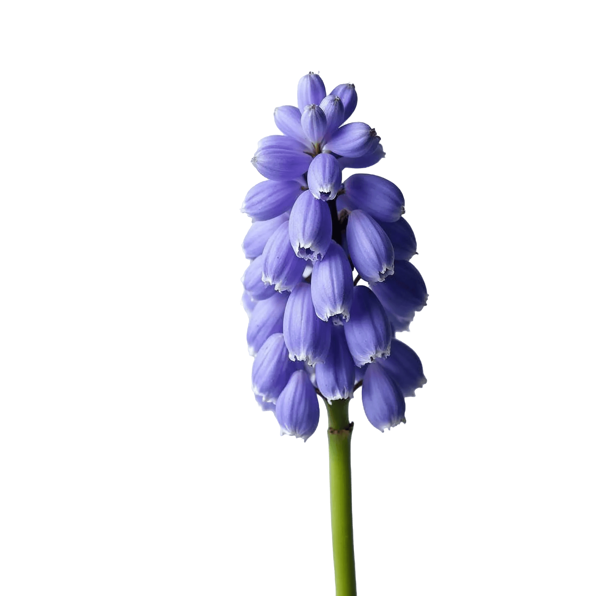 HYACINTH