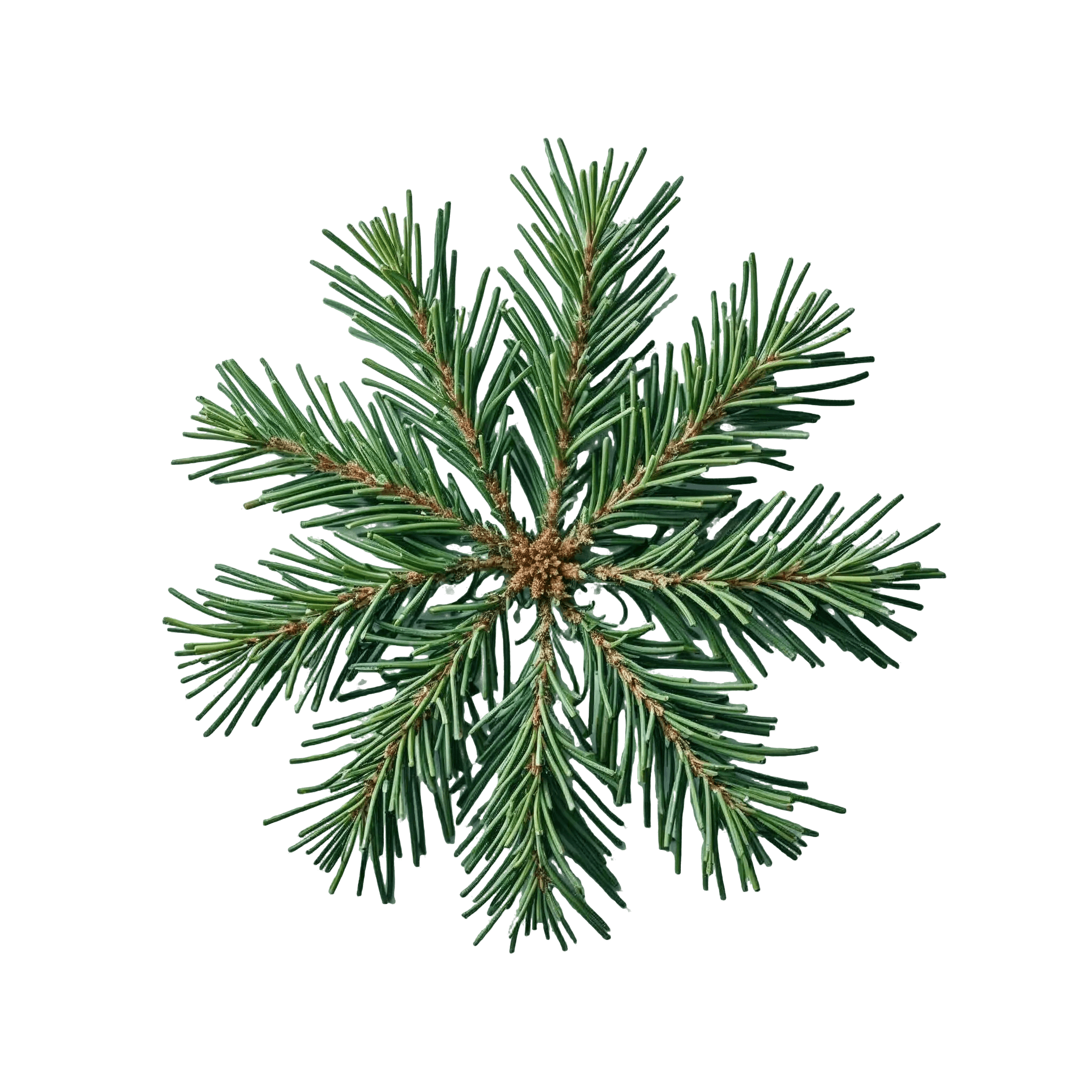 JUNIPER NEEDLES
