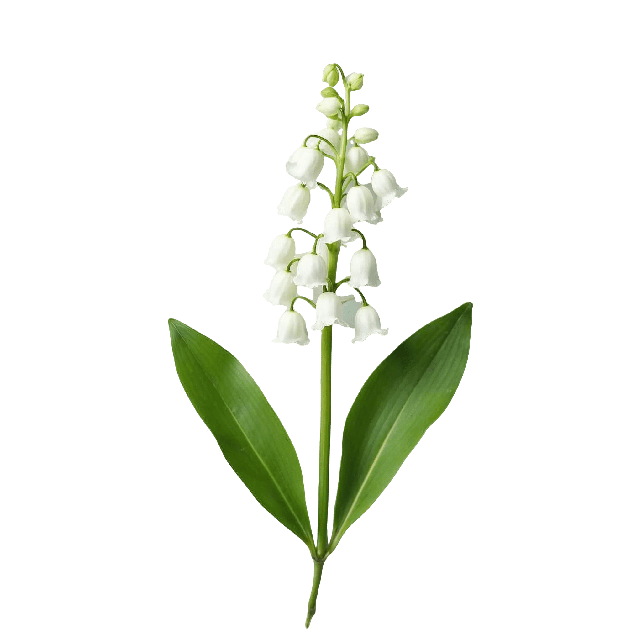 LILY-OF-THE-VALLEY