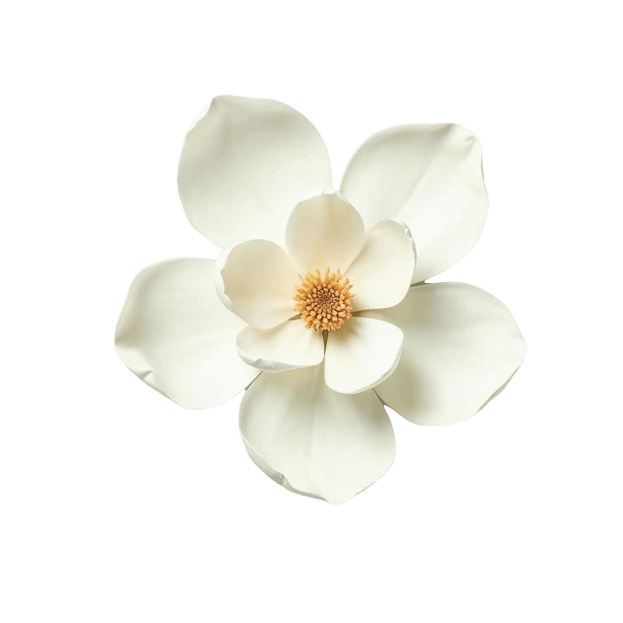 MAGNOLIA