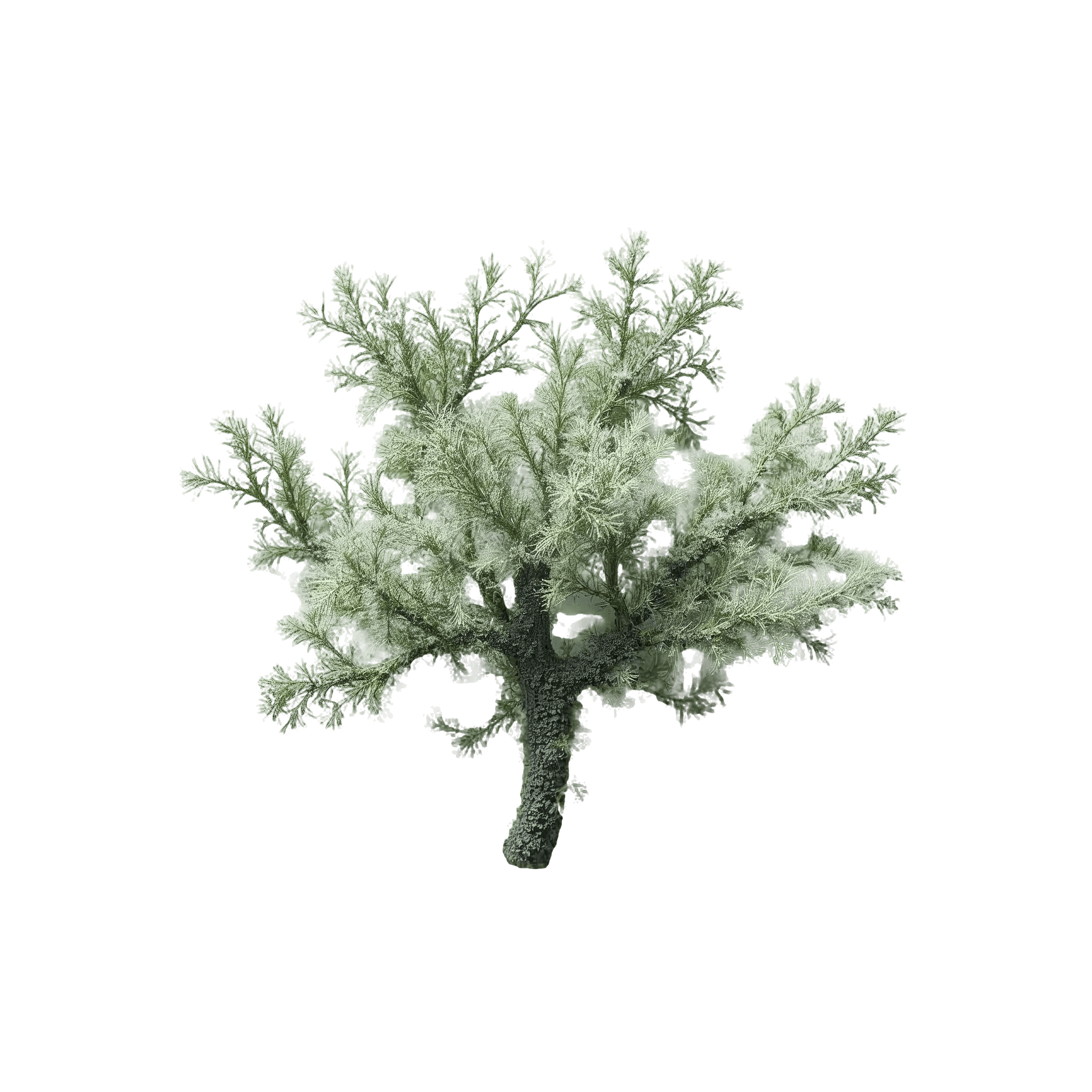 OAKMOSS