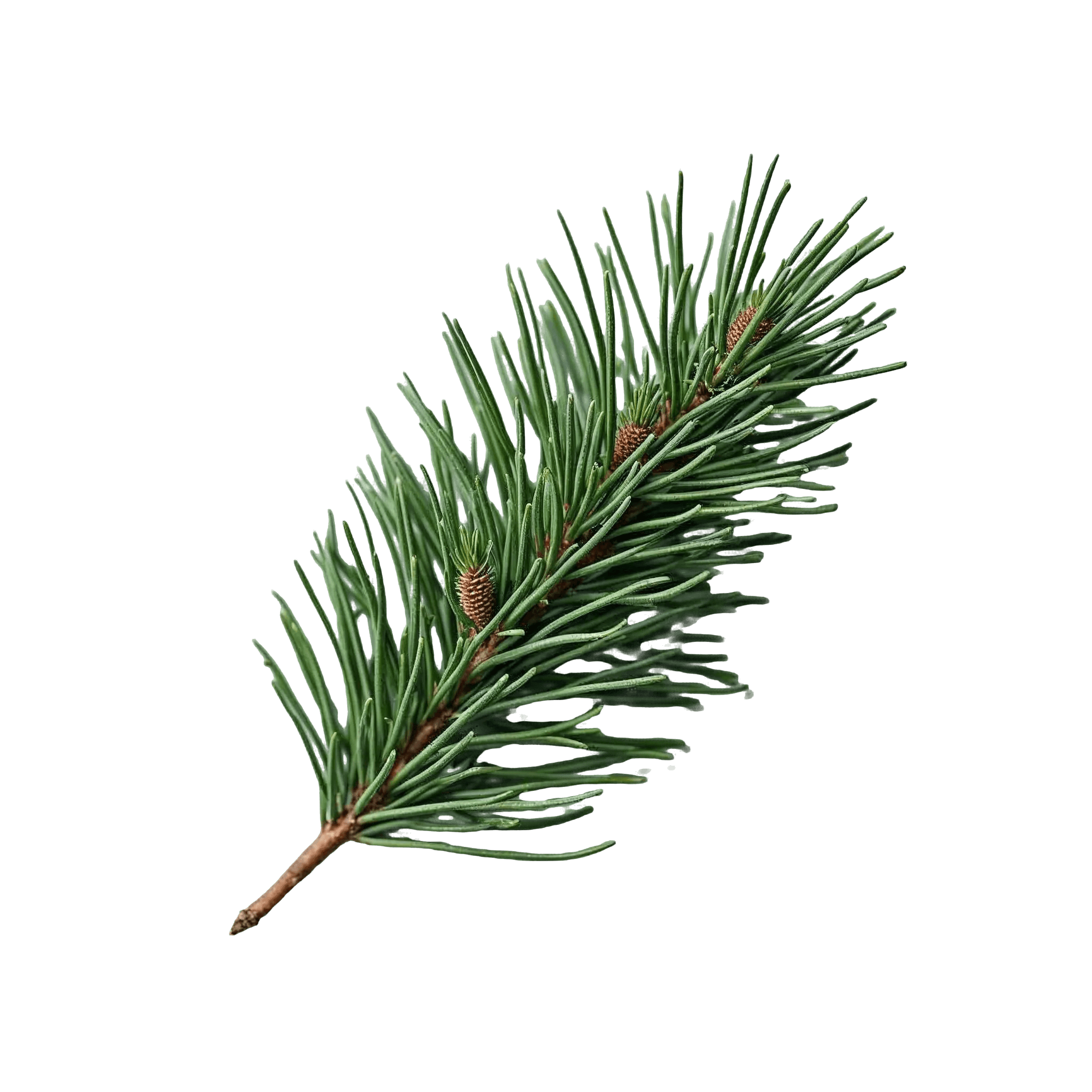 PINE
