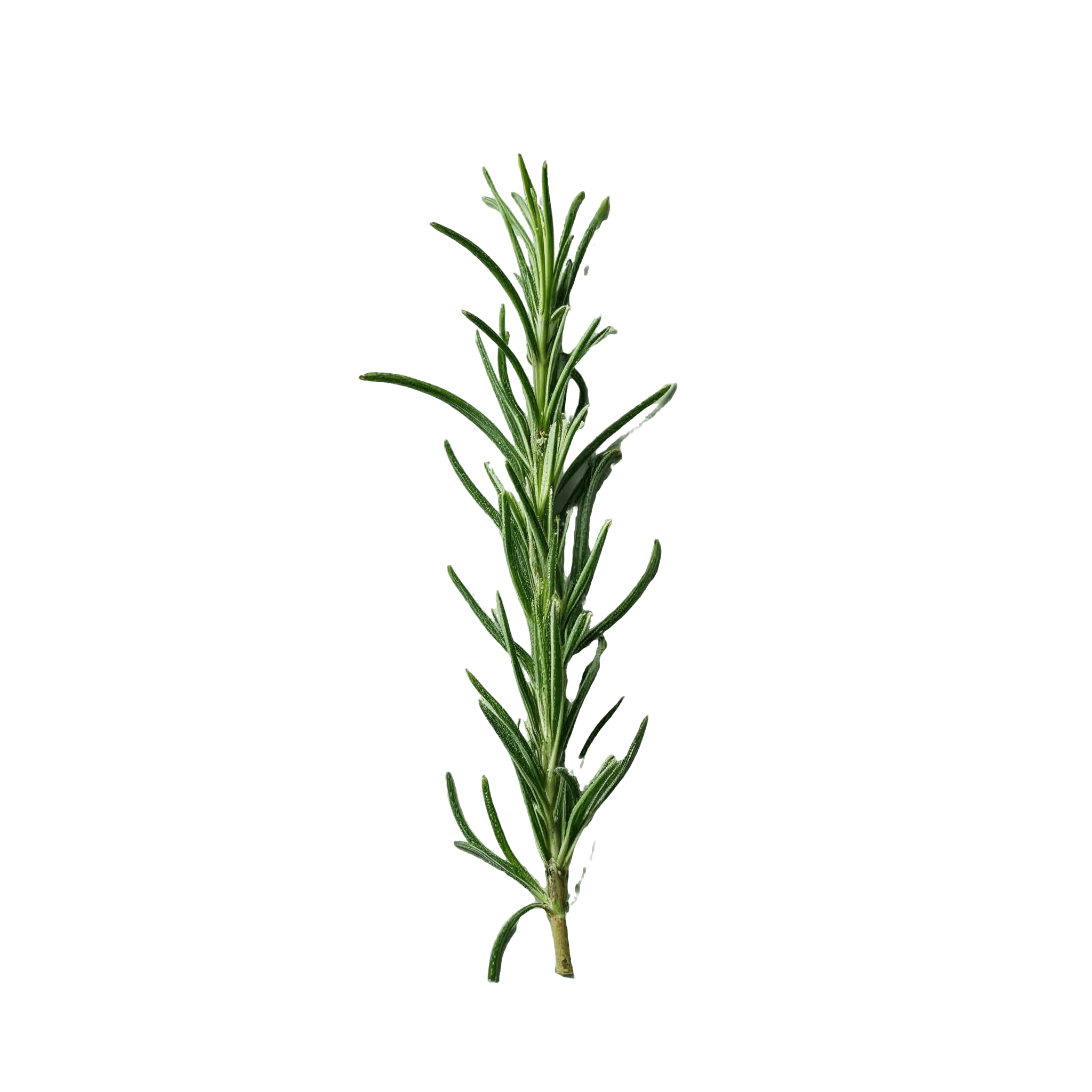 ROSEMARY
