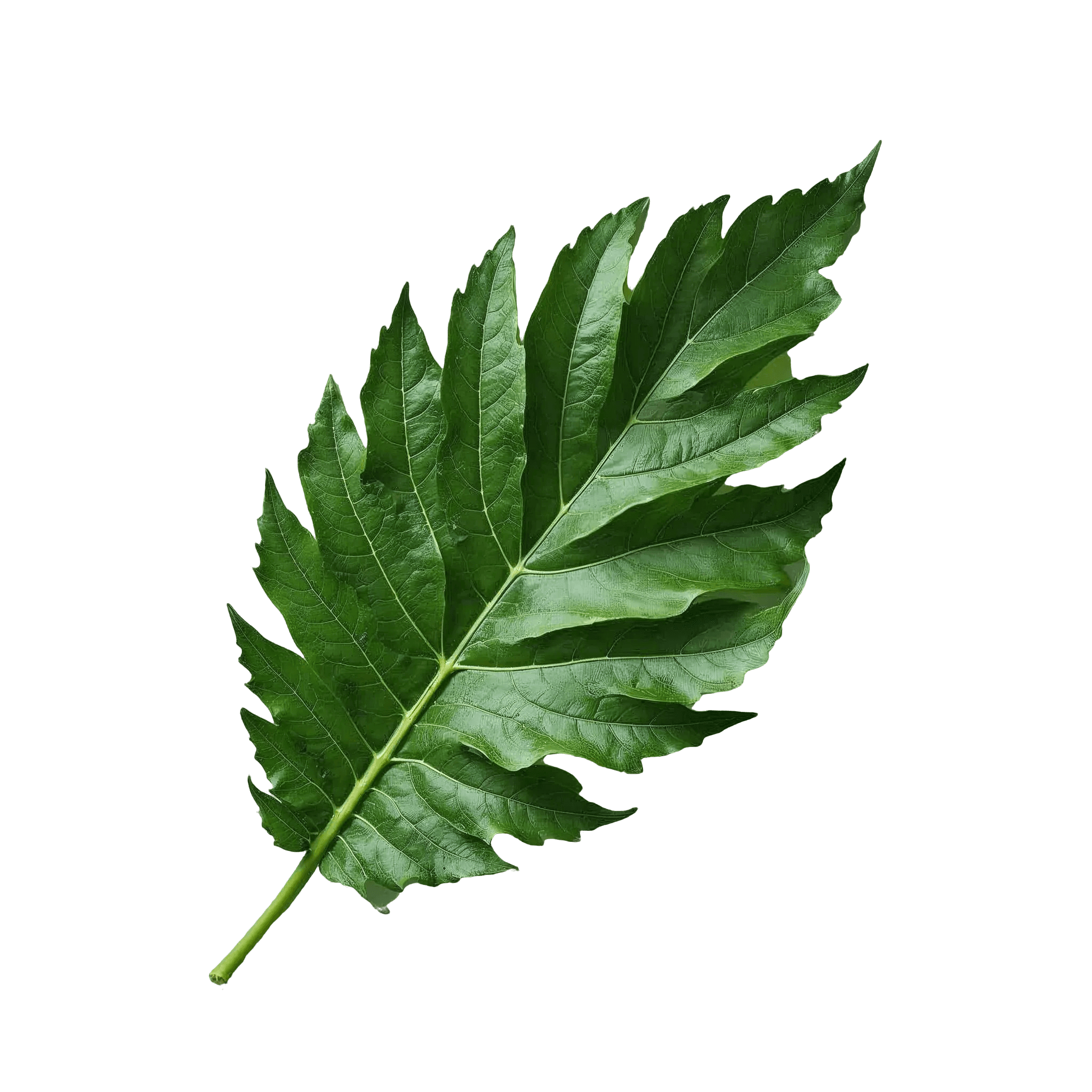TOMATO LEAF