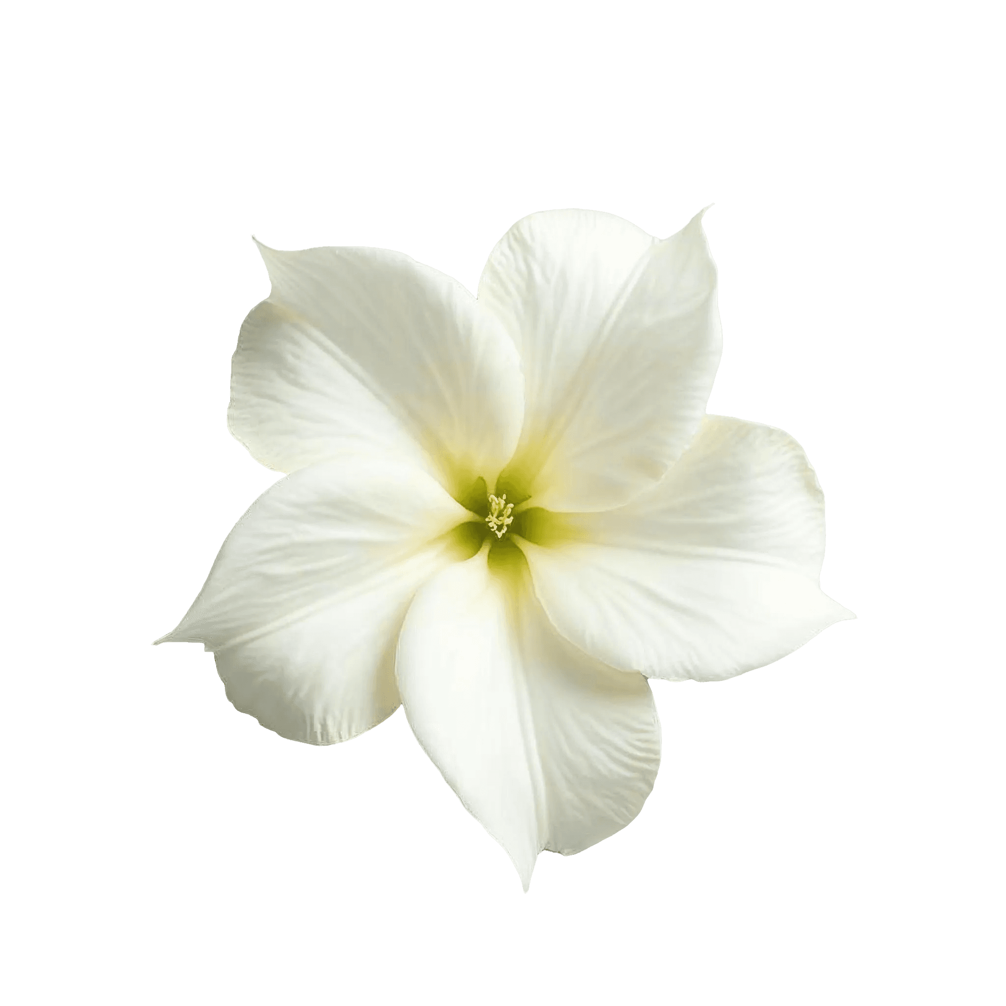 TUBEROSE