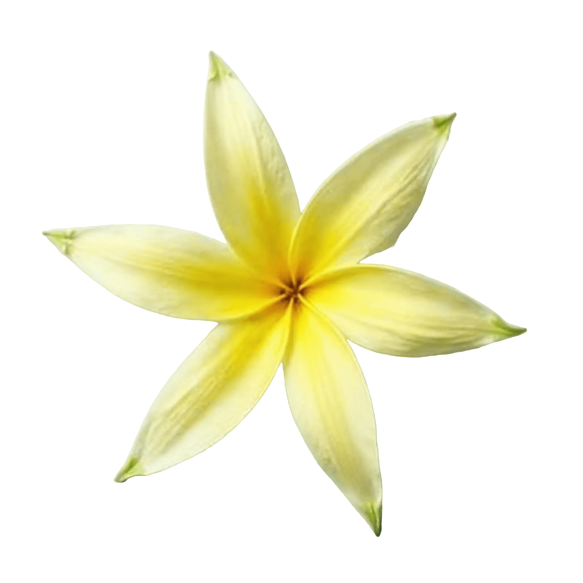 YLANG-YLANG