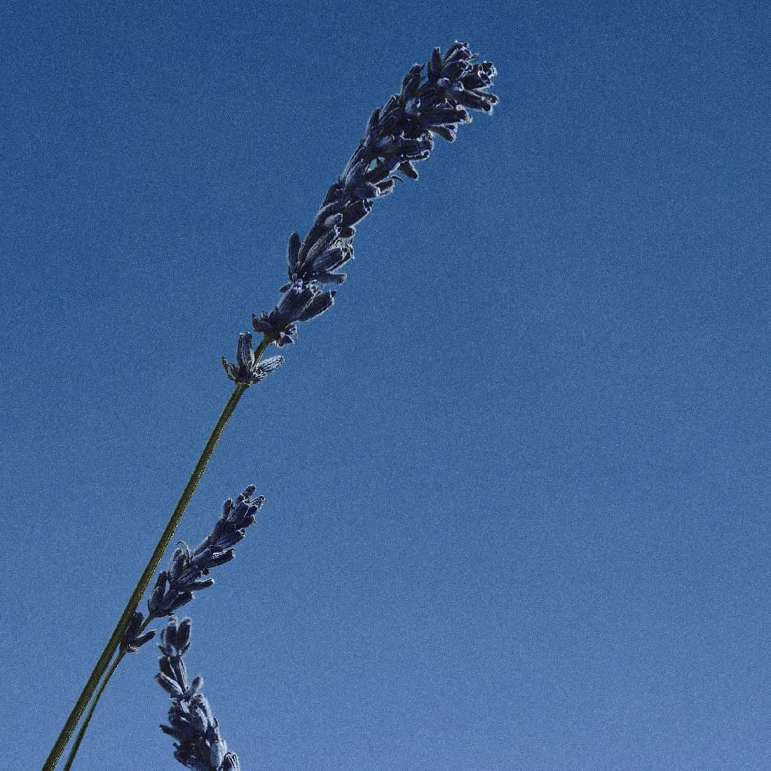 702: INCENSE, LAVENDER & CASHMERE WOODS - imgi_10_5_944c73c4-4e0e-4ee1-a1aa-e61fc3844857.webp