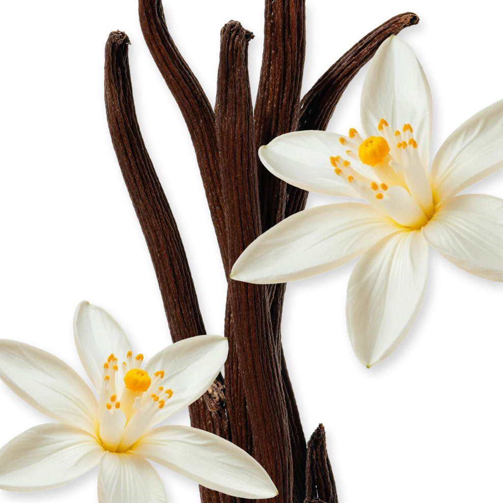 ALTHAÏR - ALTHAIR-PERFUME-125-PACK4-1x1_1_bfc2bba9-00e1-4638-9aa1-1c7d0a3a3ad1.webp