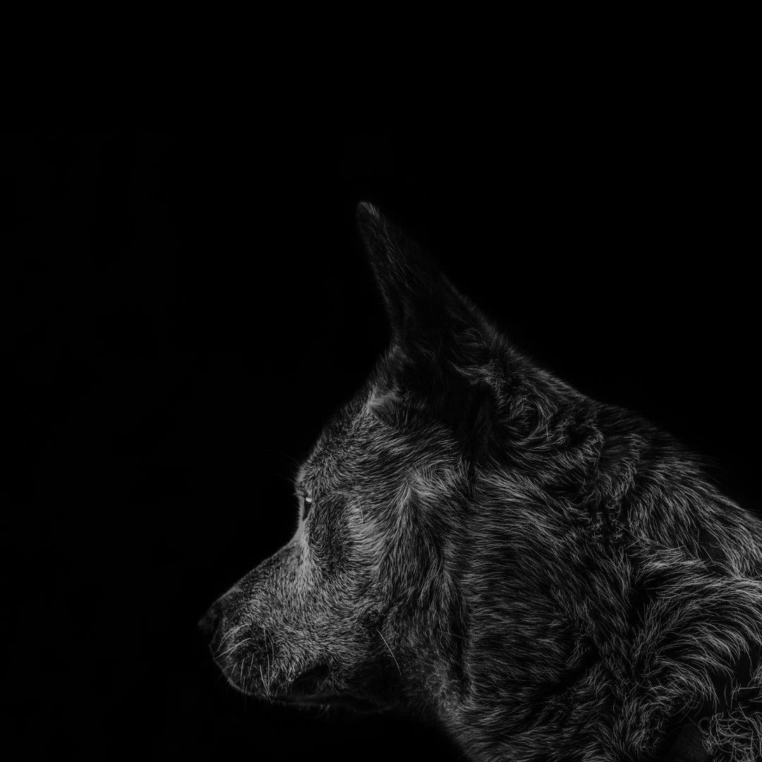 AMBRE LOUP - Ambre_Loup_by_Rania_J-Lifestyle_Image_cd24dd3a-a2c6-4d00-93e4-e4b8e422c265_1080x.jpg