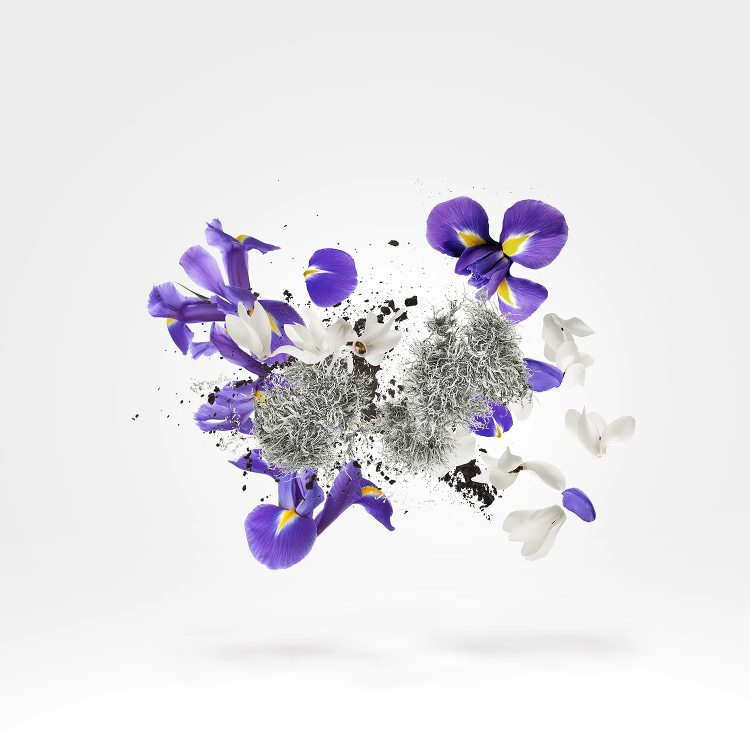 APOLLONIA - xerjoff-apollonia-notes.webp