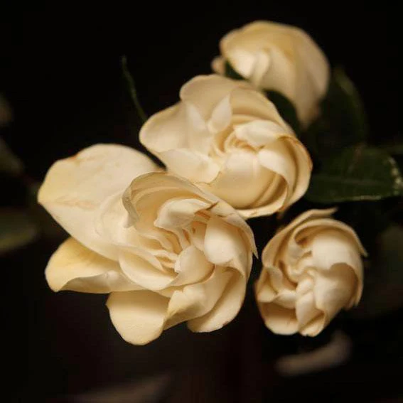 BOUTONNIÈRE NO. 7 - Bouttonniere_04d8c69f-1cc1-417a-b135-ba5892e20b2a_1024x1024@2x.webp