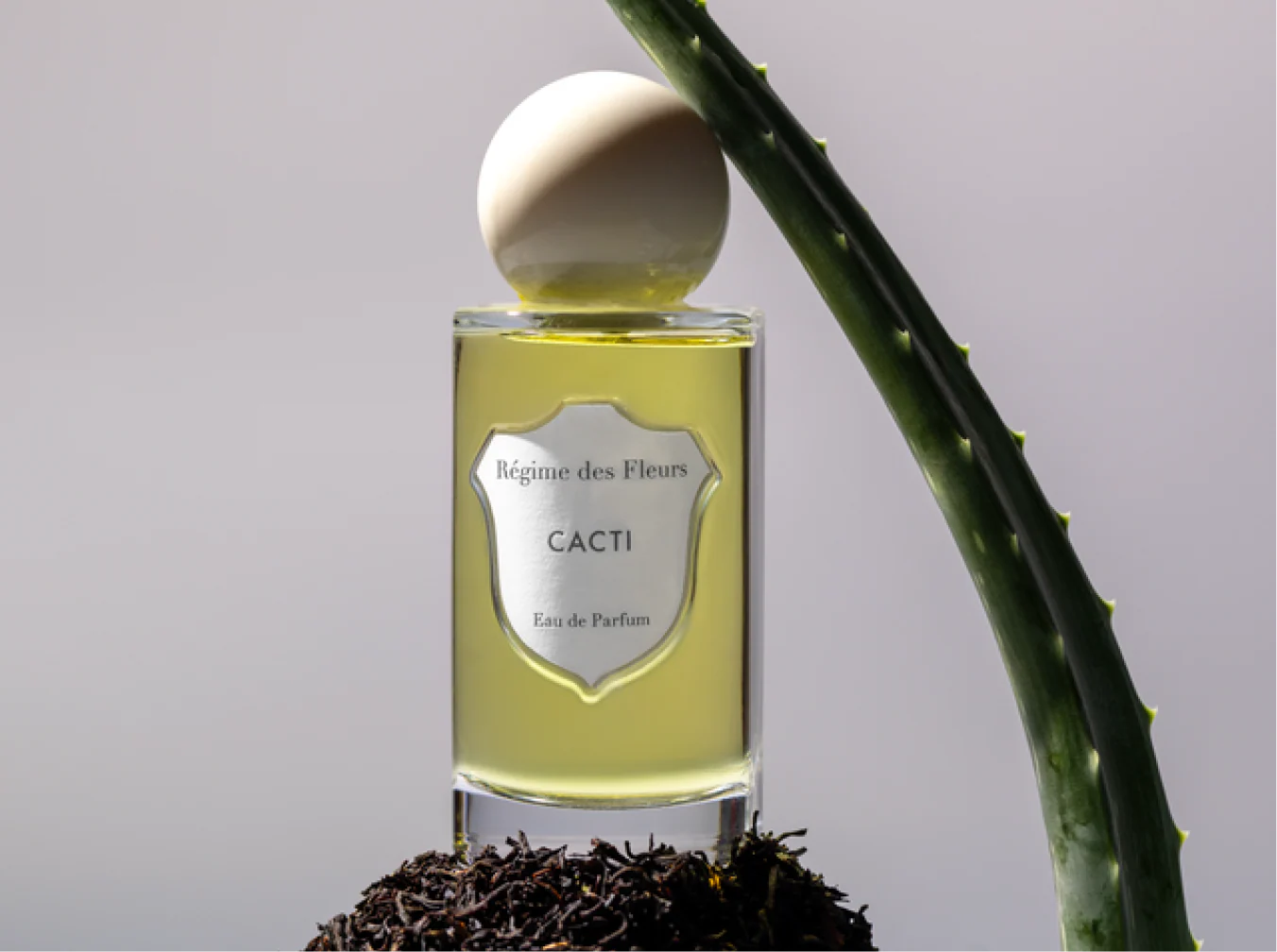 CACTI - Cacti_912a86db-72f3-4a3d-91c8-341567b5a299.webp