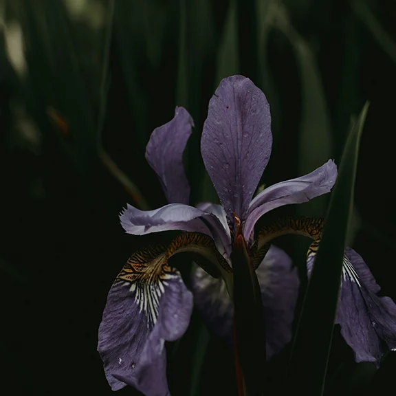 Chanteuse - zack-nichols--PwD5nBZ_yQ-unsplash.webp