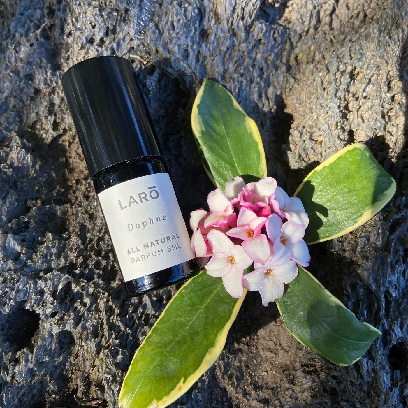 Daphne - IMG_7250.webp