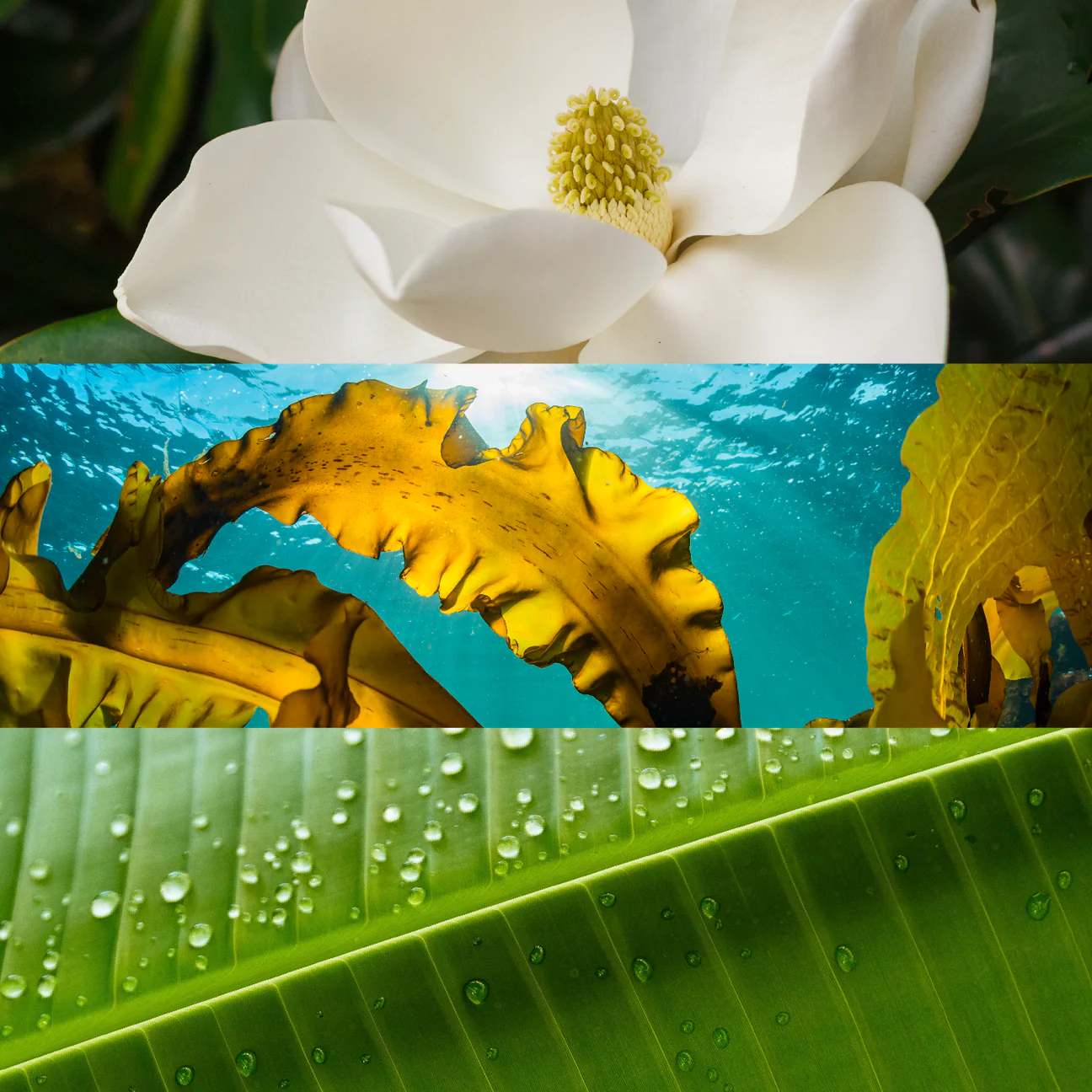 EL SIRENO - SIRIngredients_1296x.webp