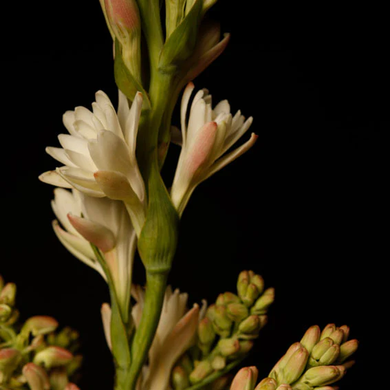 FLOR Y CANTO - 8.-florycanto6_1024x1024@2x.webp