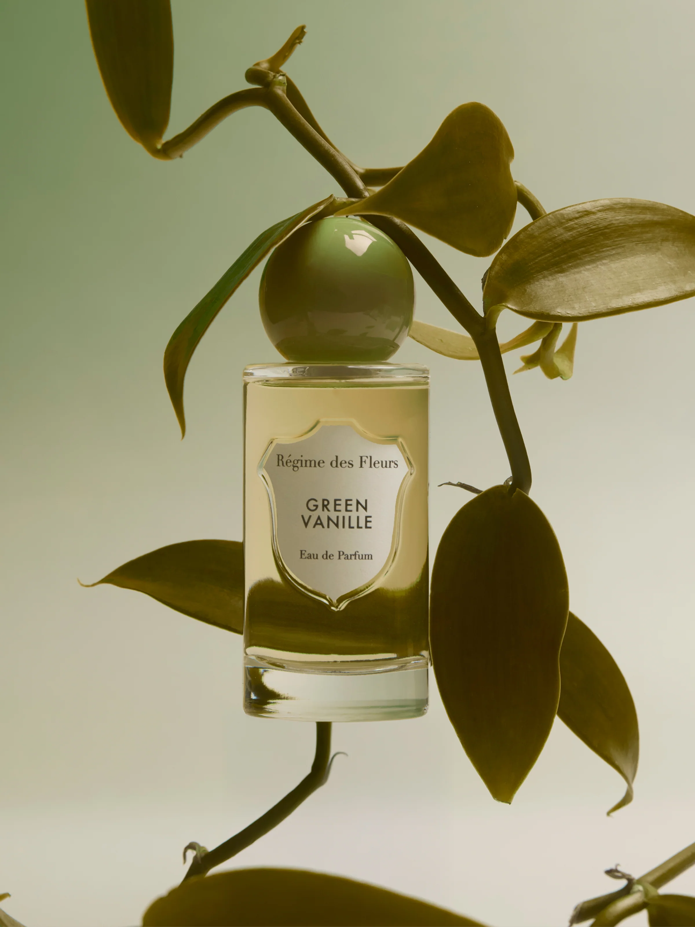GREEN VANILLE - GreenVanilleImage3.webp