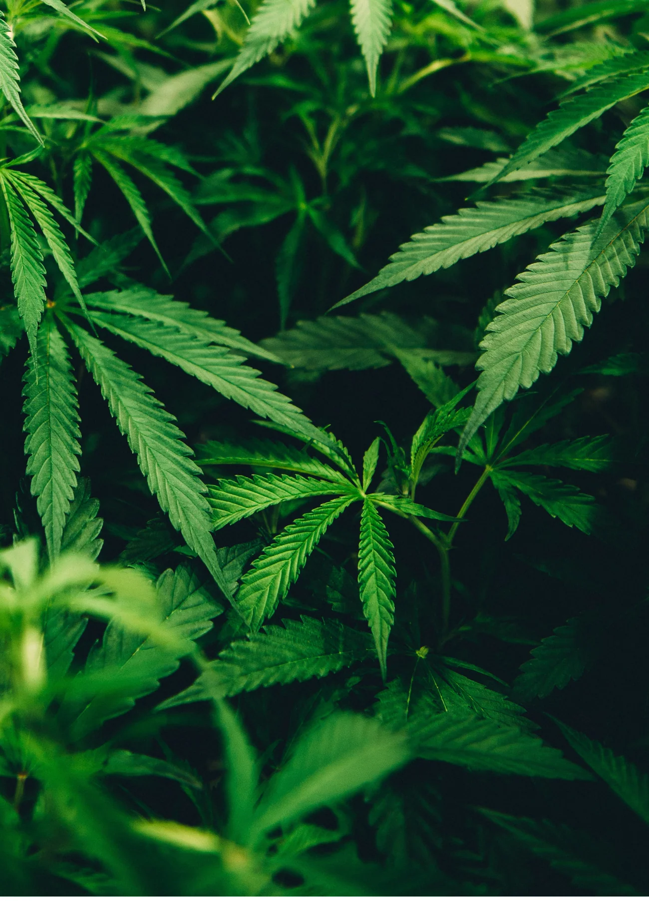 HAZE - Designsanstitre_128_2000x.webp