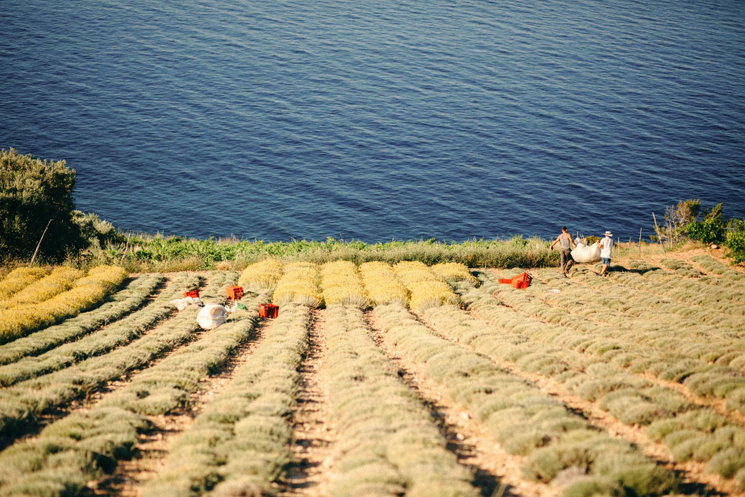 IMMORTELLE 43|17 - harvestfull_1080x.webp