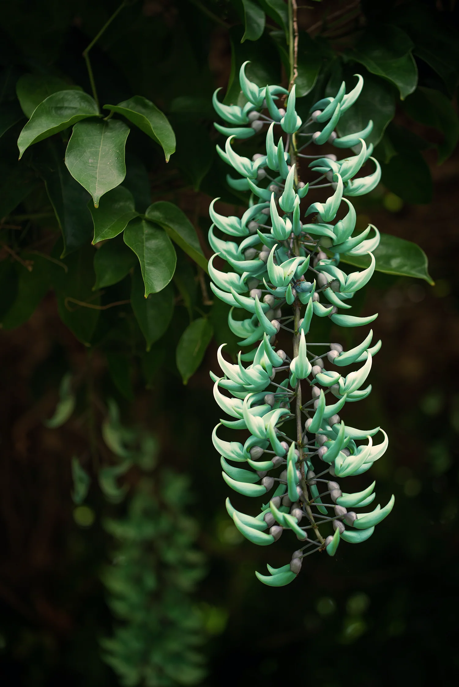 JADE VINES - JadeVinesSelects9.webp