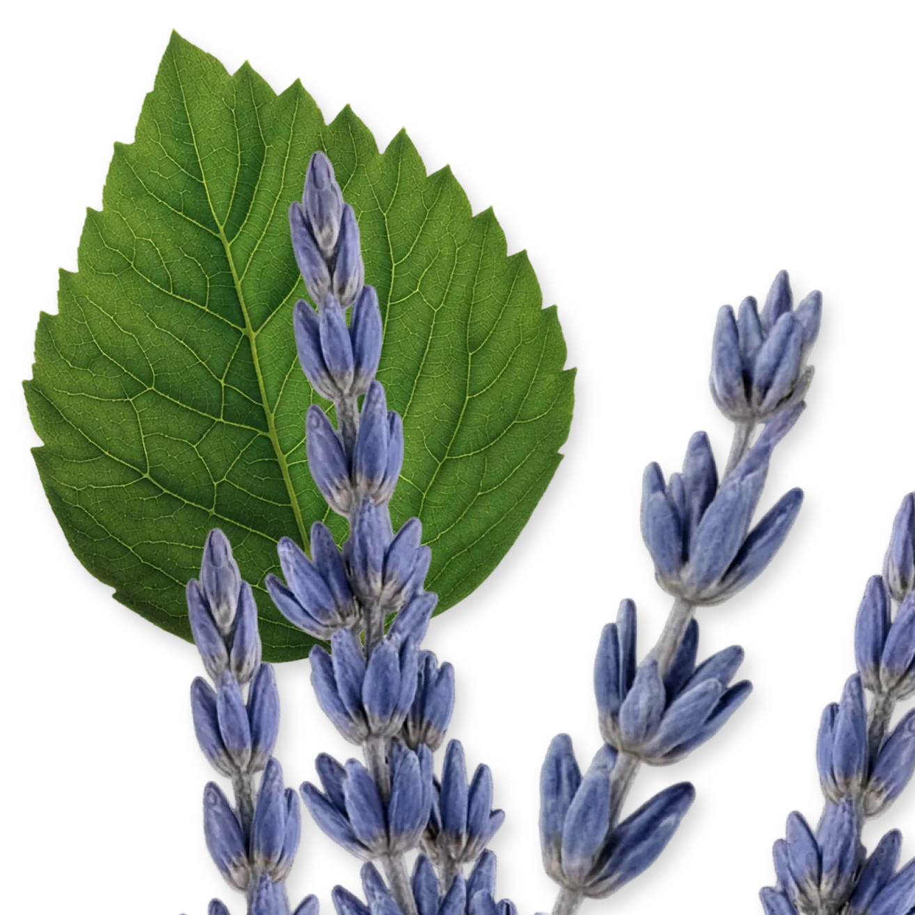 LAYTON - LAYTON-PERFUME-125-PACK4-1x1_1_944e8e80-ddb0-419f-ac25-24c4a0a08c7b.webp