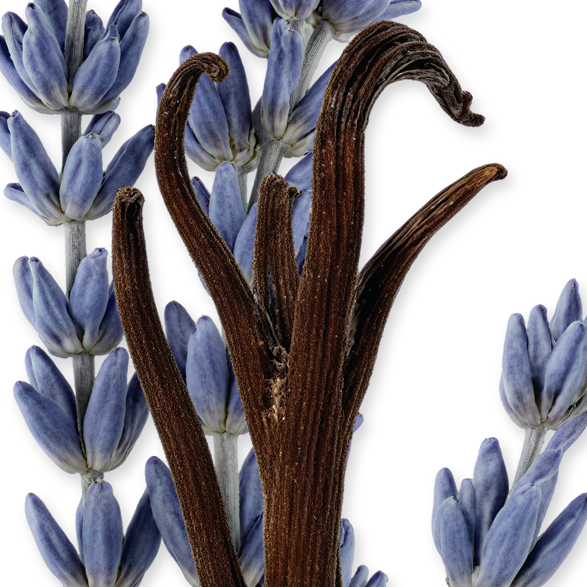 LAYTON EXCLUSIF - LAYTON-EXCLUSIF-PERFUME-125-PACK4-1x1_1.webp