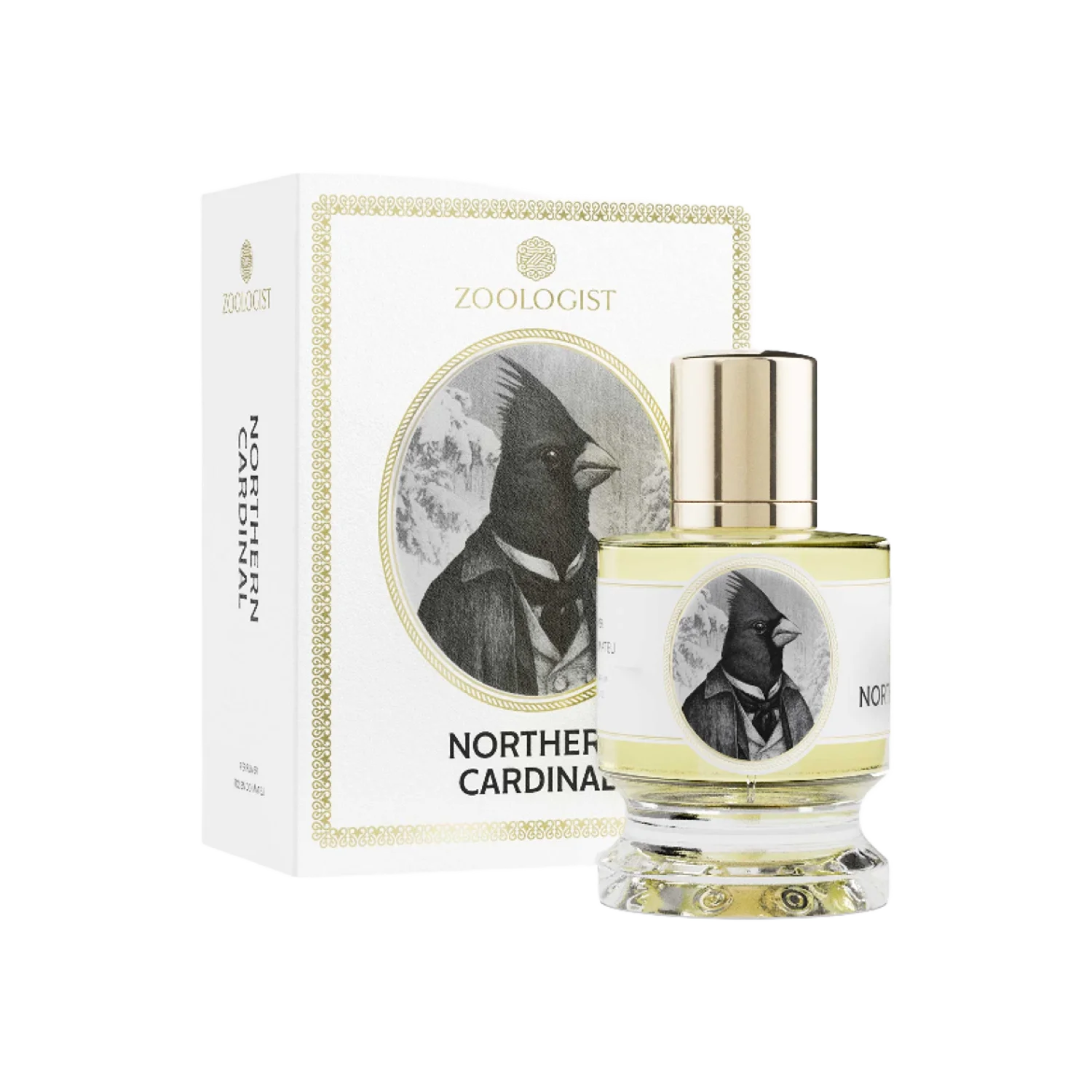 NORTHERN CARDINAL - zoologist-northern-cardinal-merged-5-1767198432593.png