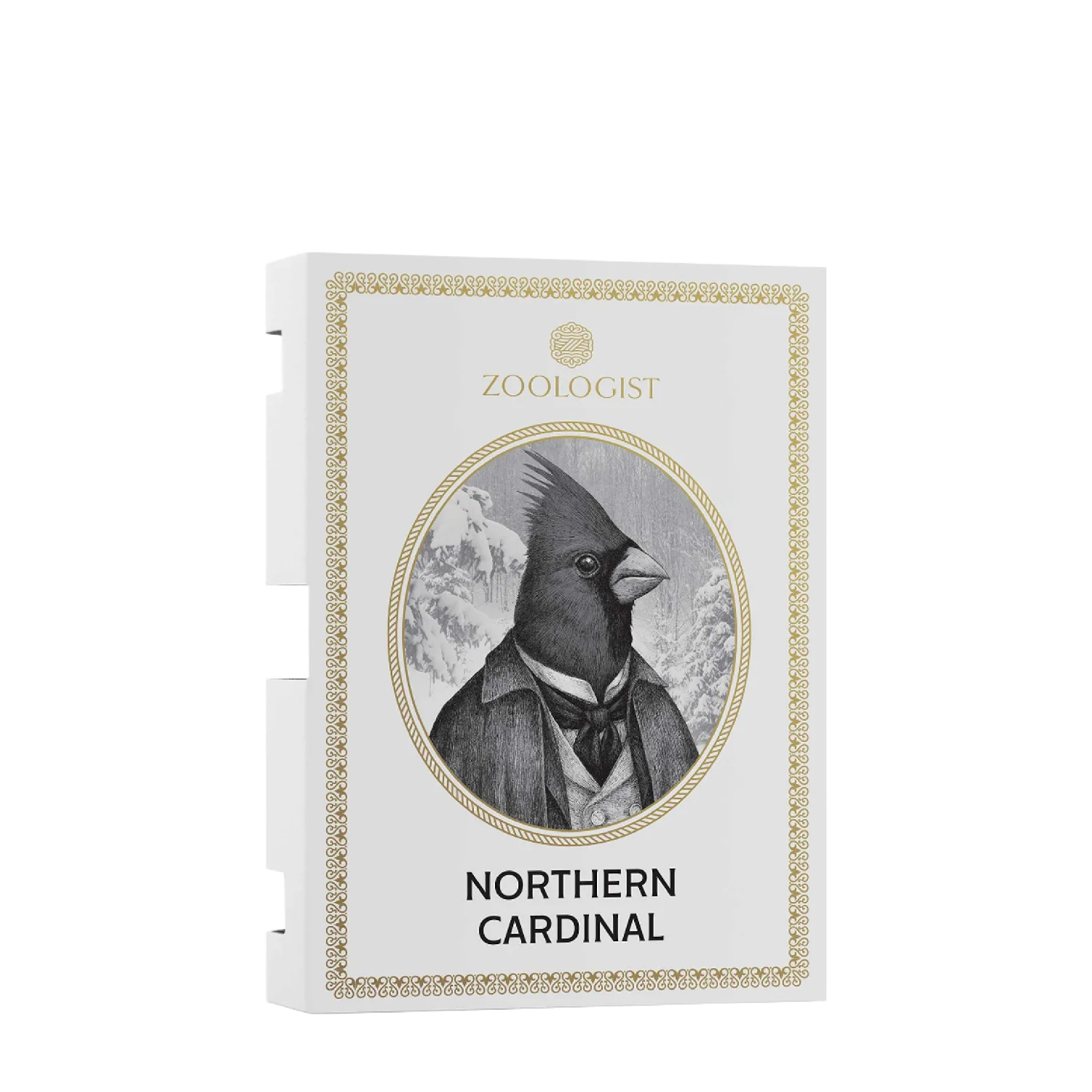 NORTHERN CARDINAL - zoologist-northern-cardinal-merged-7-1767198502811.png