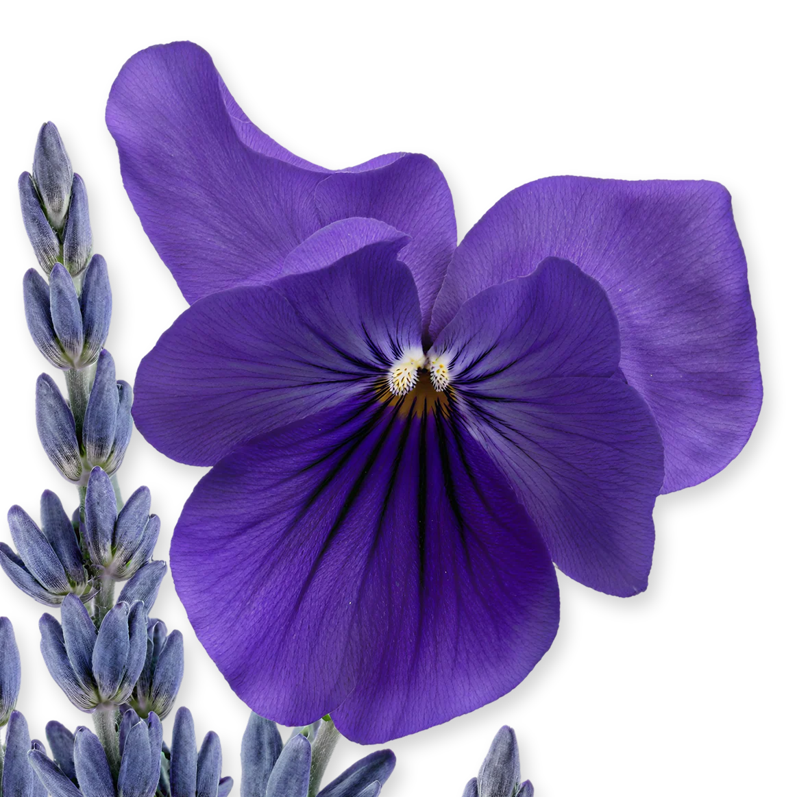 PALATINE - PALATINE-PERFUME-75-PACK4-1x1_1_85ede0be-5de4-4b80-a908-dc9bb2186565.webp