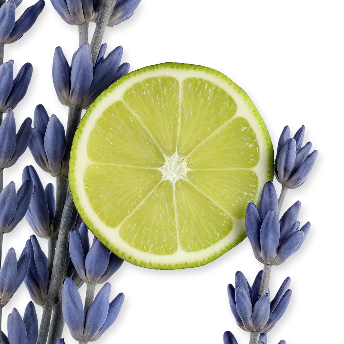 PERCIVAL - PERCIVAL-PERFUME-125-PACK4-1x1_1.webp