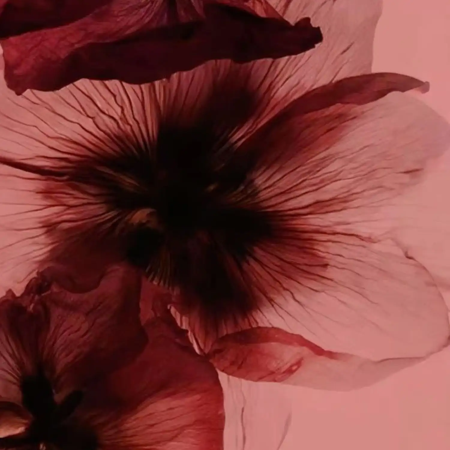 LOST LOVERS HAIR & BODY PERFUME MIST - Image