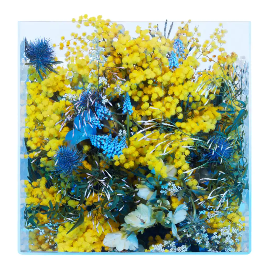 MIMOSA SUPERCRITIQUE - 100ml