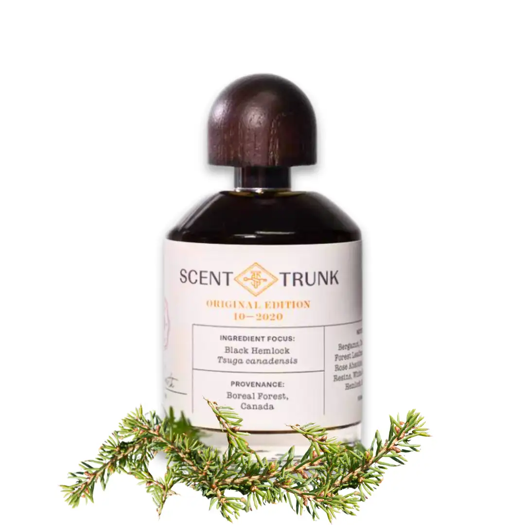 Black Hemlock - Image