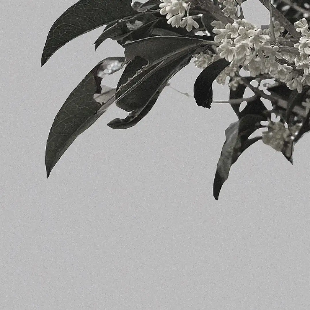 Osmanthus Tea - Image