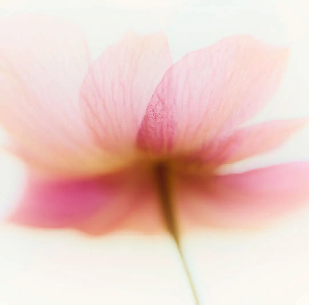 ÉDITIONS DE FLORALE - Image