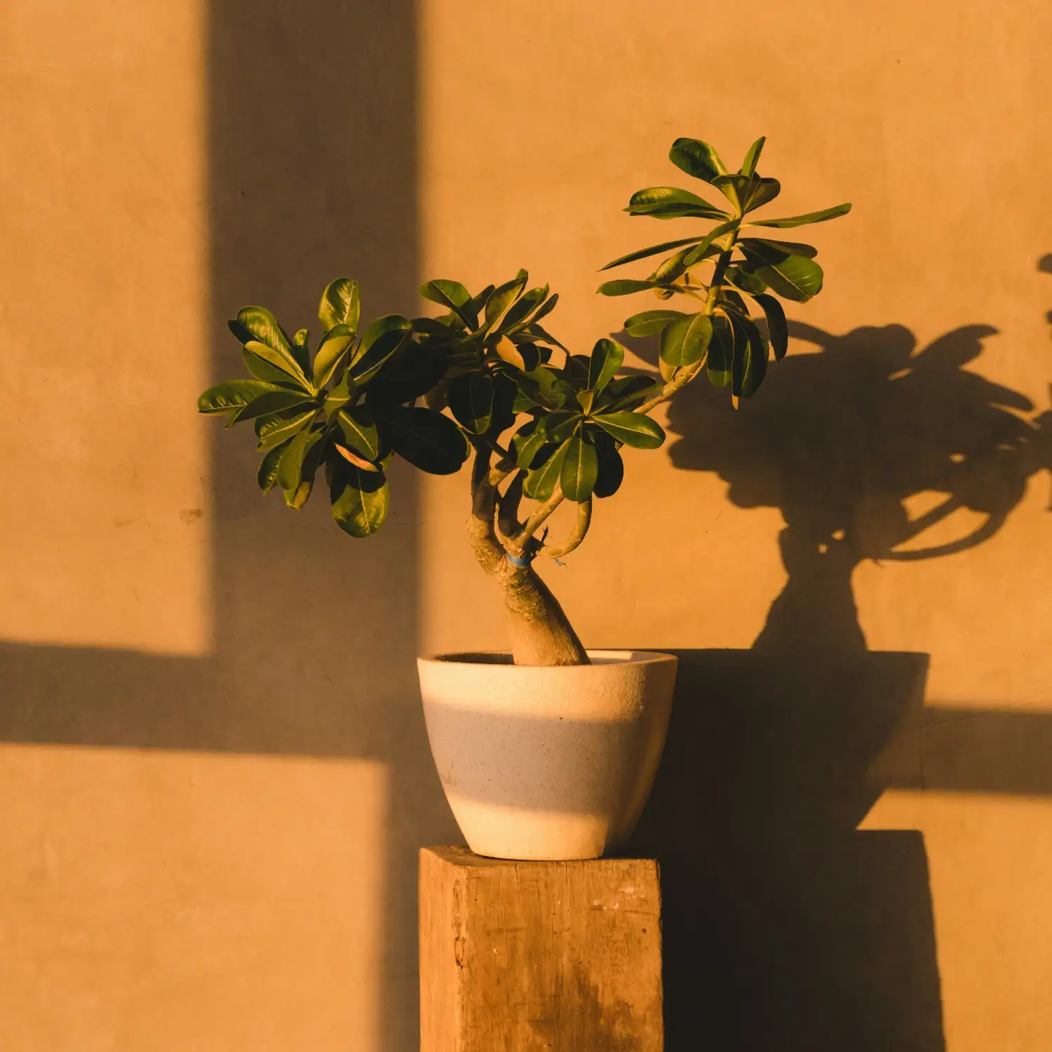 ÉDITION 02 D’INTÉRIEUR - Image