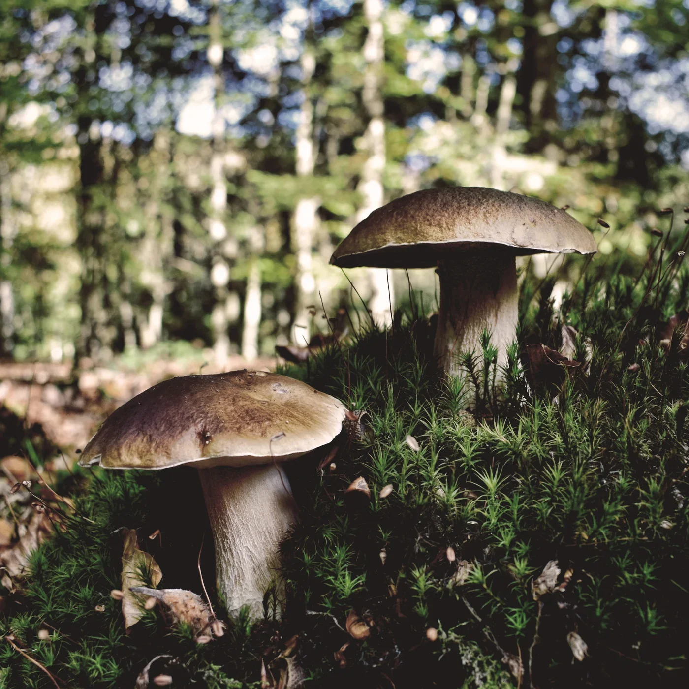 Rambling Man - RamblingMan.webp