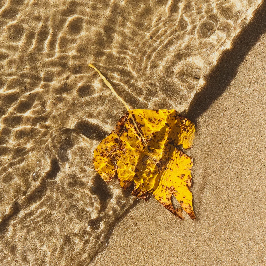 RIVIÈRE SIAM - RIV_WEB_2.webp