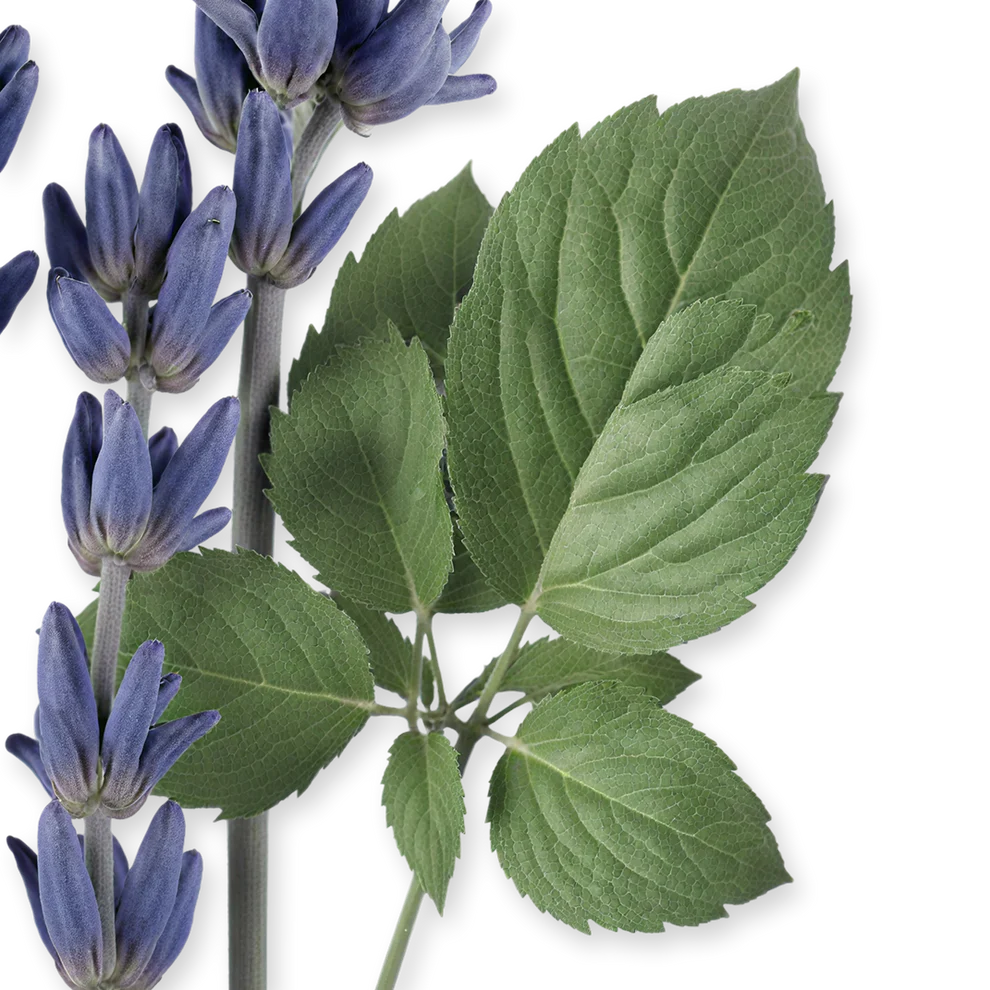 SEDLEY - SEDLEY-PERFUME-125-PACK4-1x1_1_443a5e46-3f20-4497-be9c-1cf052f17e84.webp