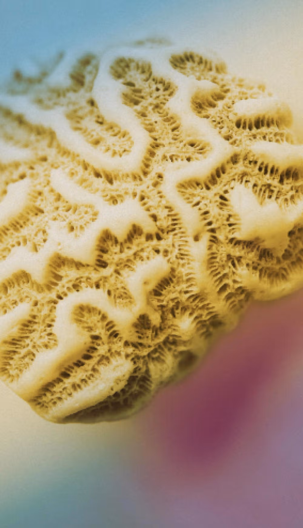 ST. VETYVER - 195299600e152abe2a769721dda995aa29b4bccc-1482x2580.avif