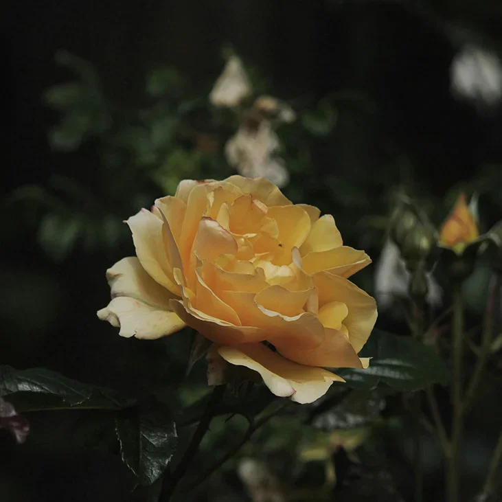 YELLOW ROSE - YellowRose.webp